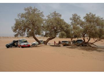 MAROC : Erg de Chicagga