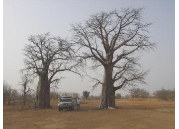 MALI: Baobab